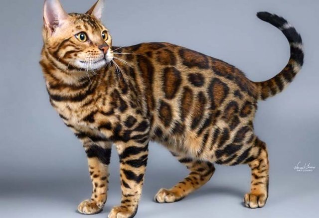 Bengalska mačka.jpg, 62 KB