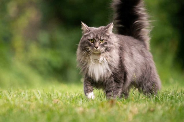 maine coon.jpg, 51 KB